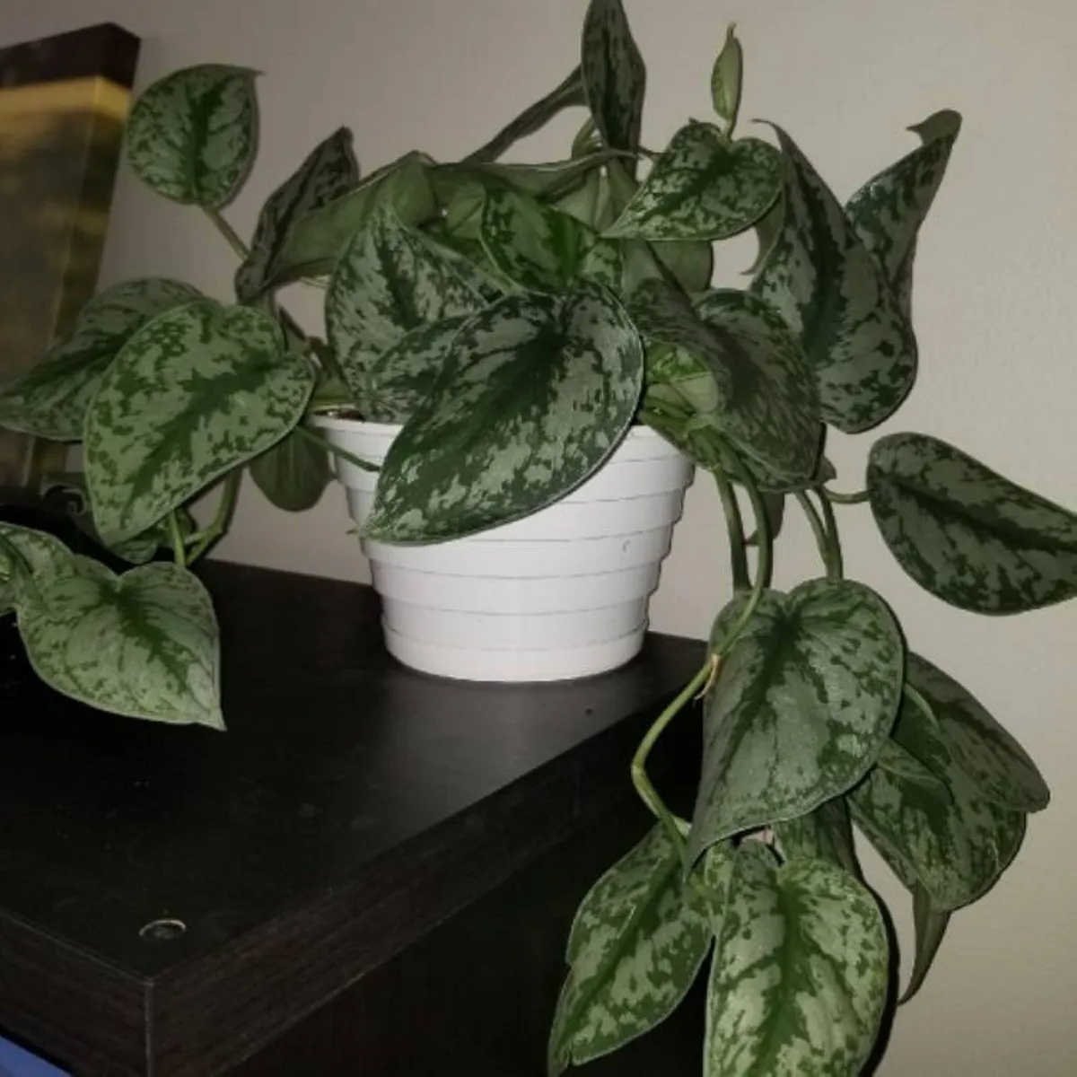 scindapsus pictus” trebie” - slika 3