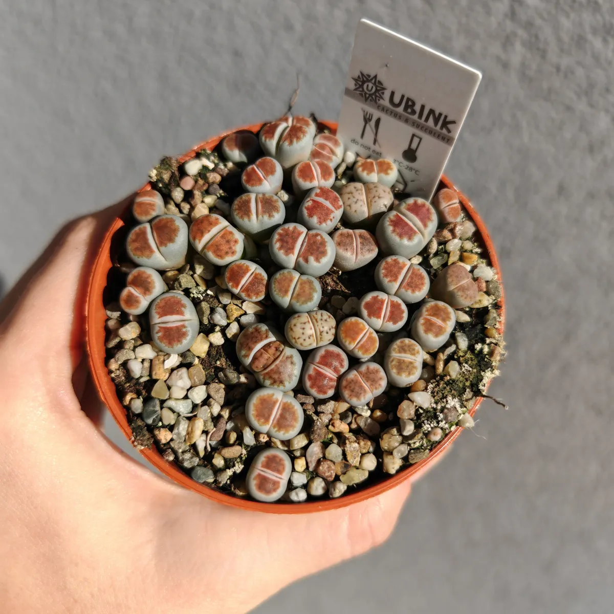 lithops species - slika 7