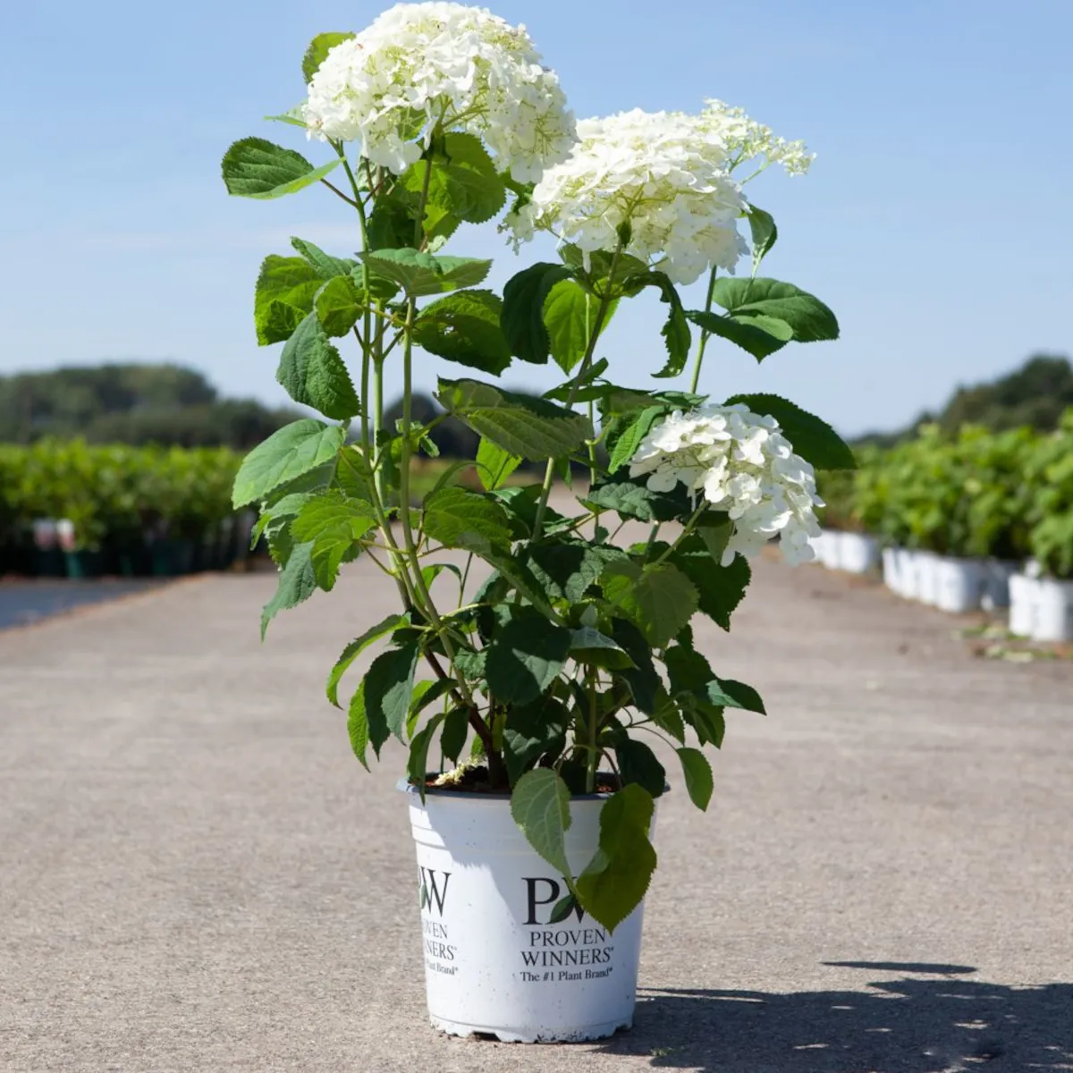 hydrangea arb. “strong annabelle” - slika 3