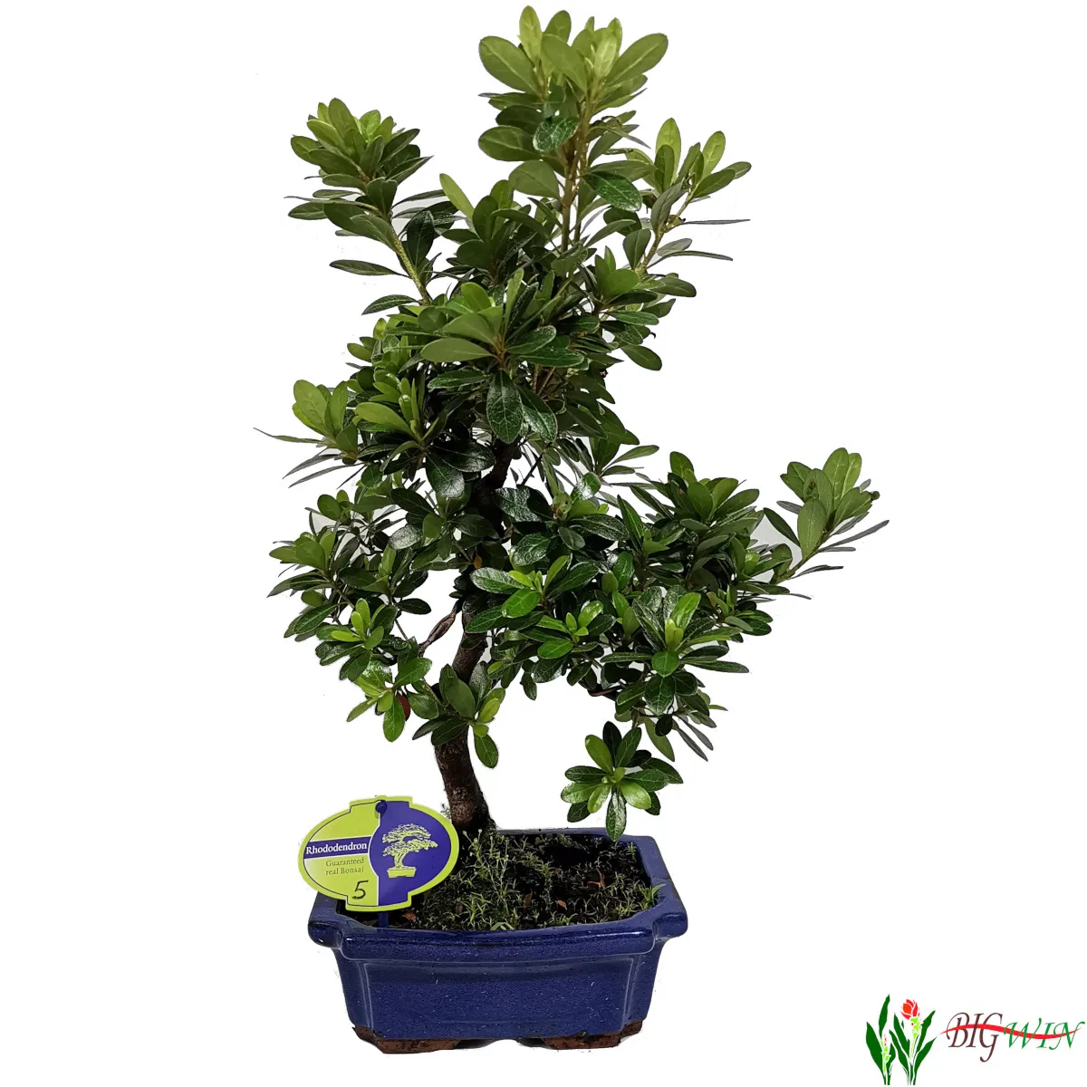 bonsai vanjski “rhododendron” - slika 4