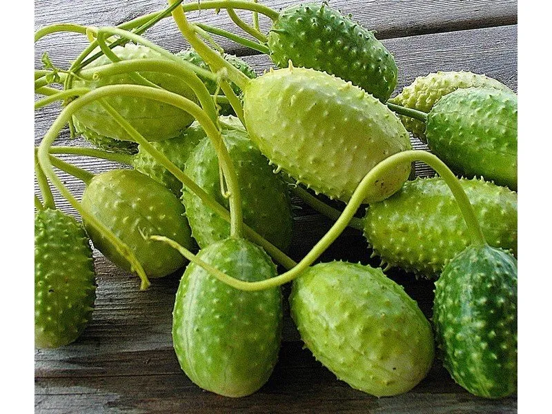 Chayote - Meksički Krastavac - Donja Bistra, Bistra