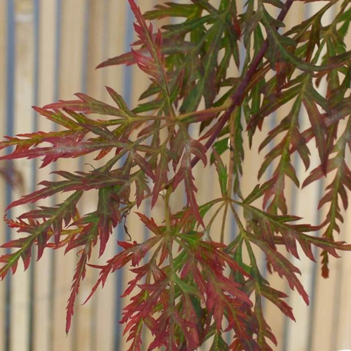 acer palmatum “inaba shidare” - slika 3