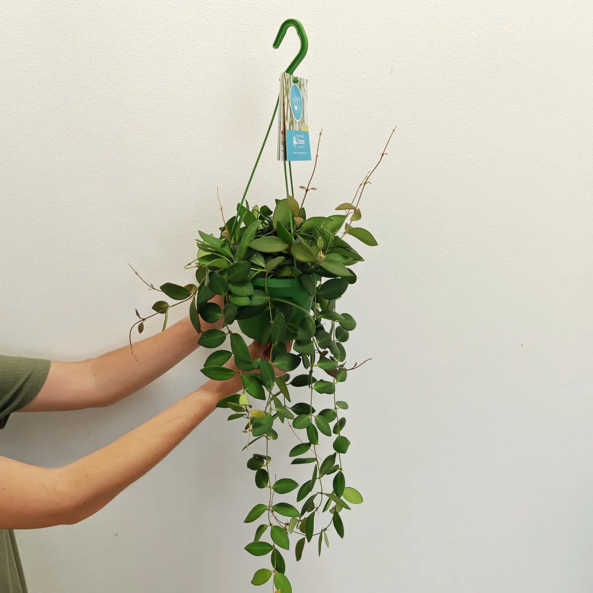 hoya burtoniae - slika 4