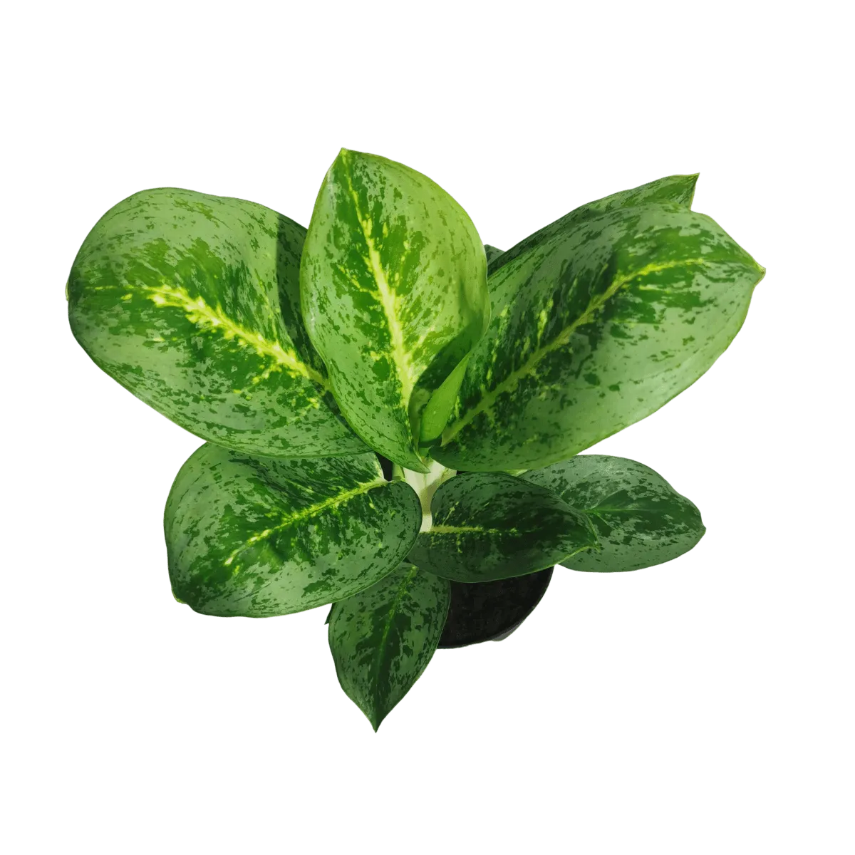 aglaonema “lemon mint” - slika 2