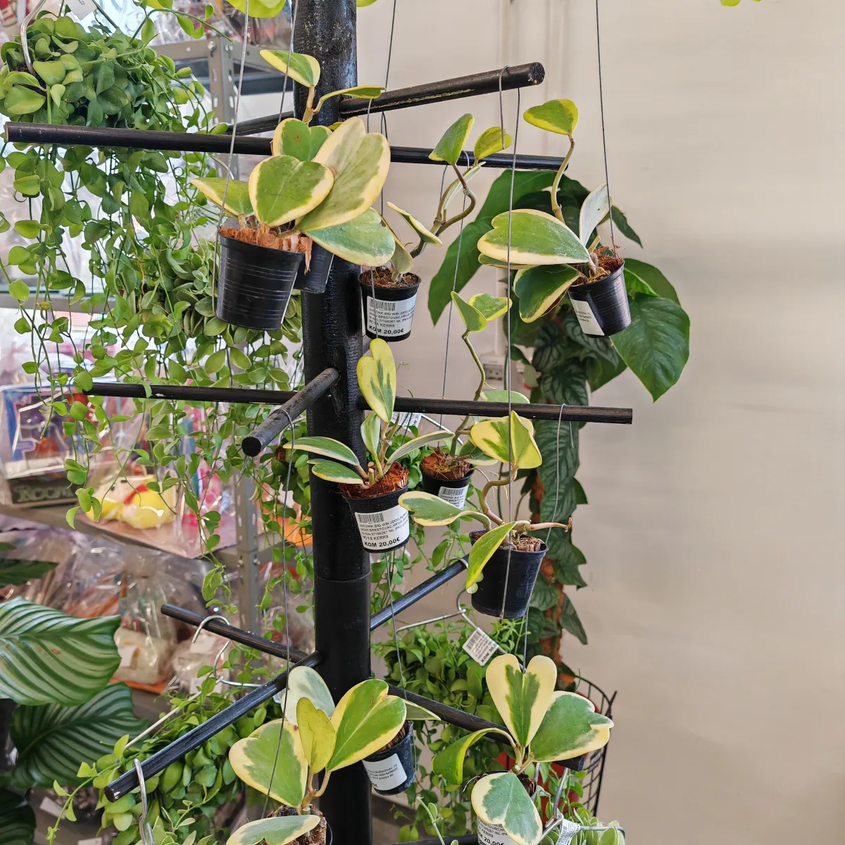 hoya “kerrii” variegata - slika 2