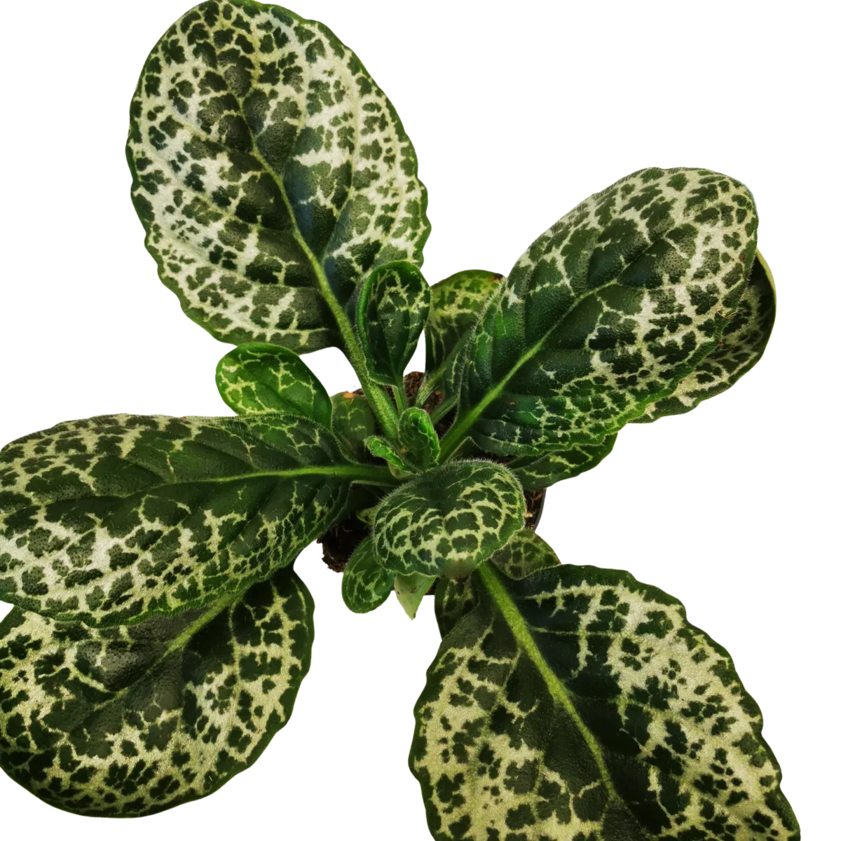 streptocarpus “pretty turtle” - slika 3