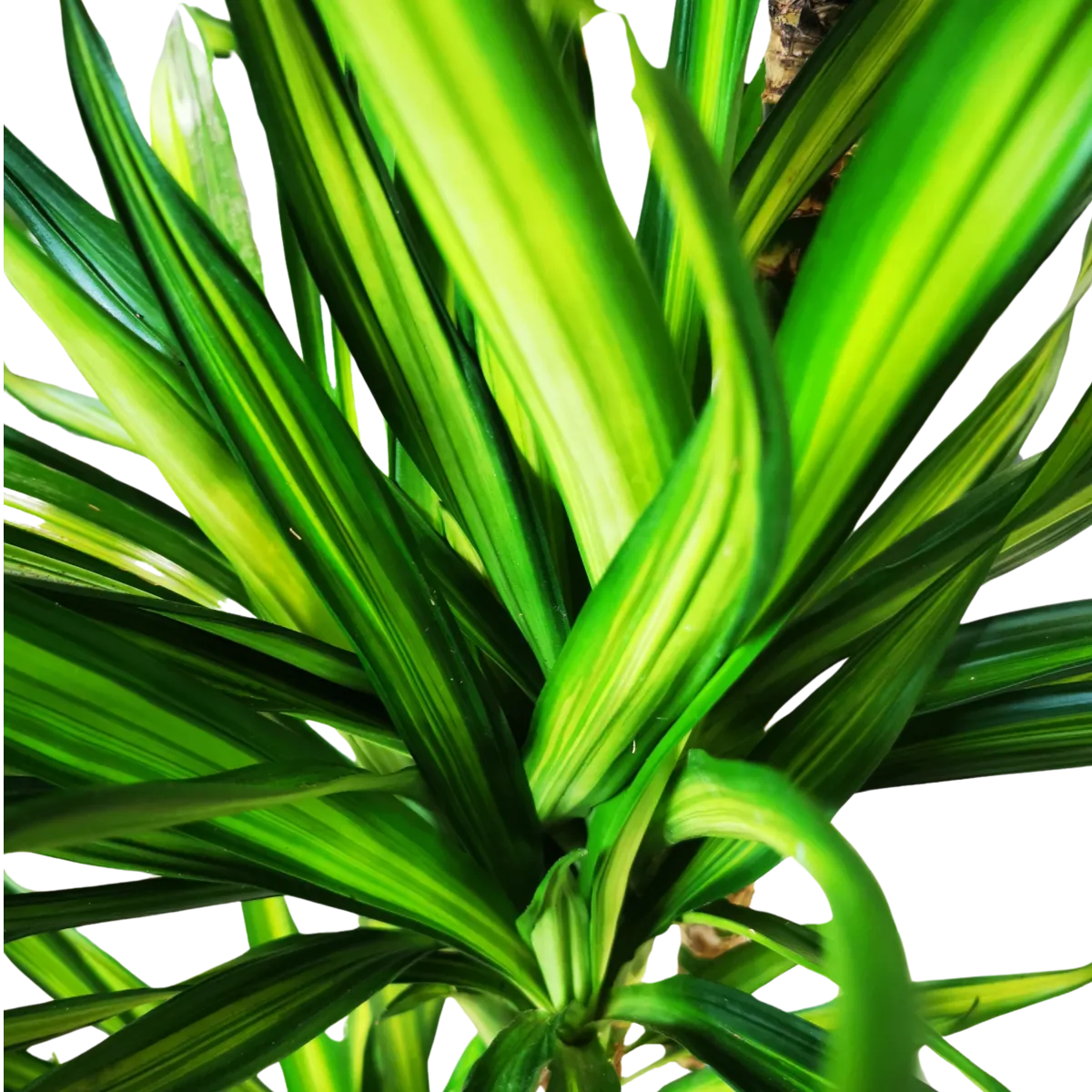 dracena frag. ‘riki’ - slika 3