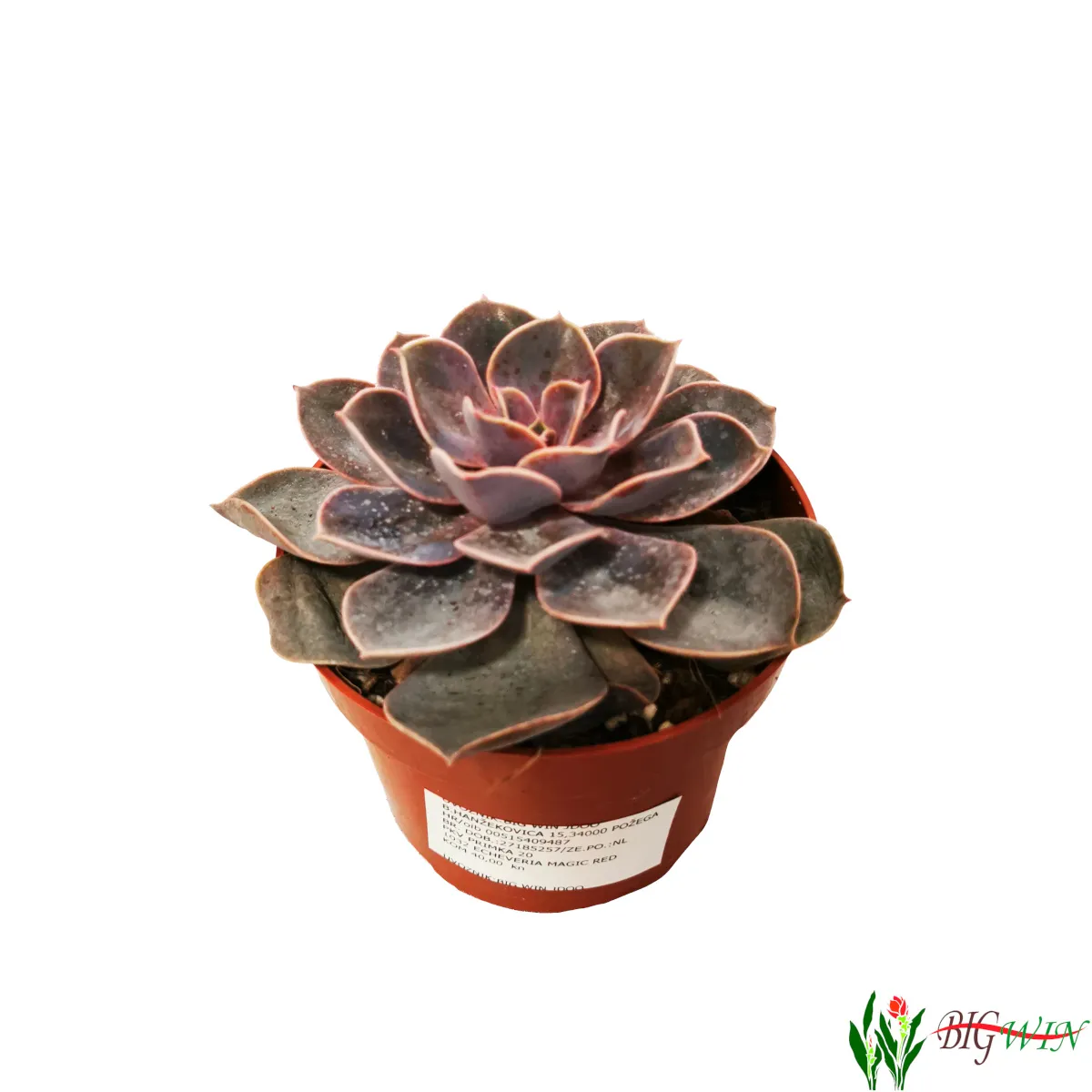 echeveria - sobno cvijeće - slika 7