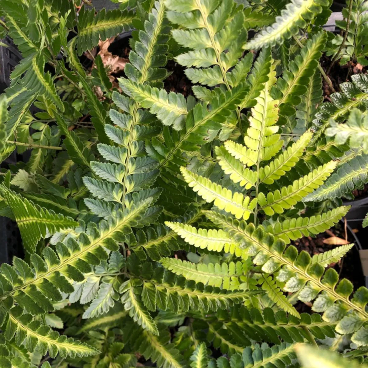 RUMOHRA ADIANTIFORMIS “Variegata” - Brestovac