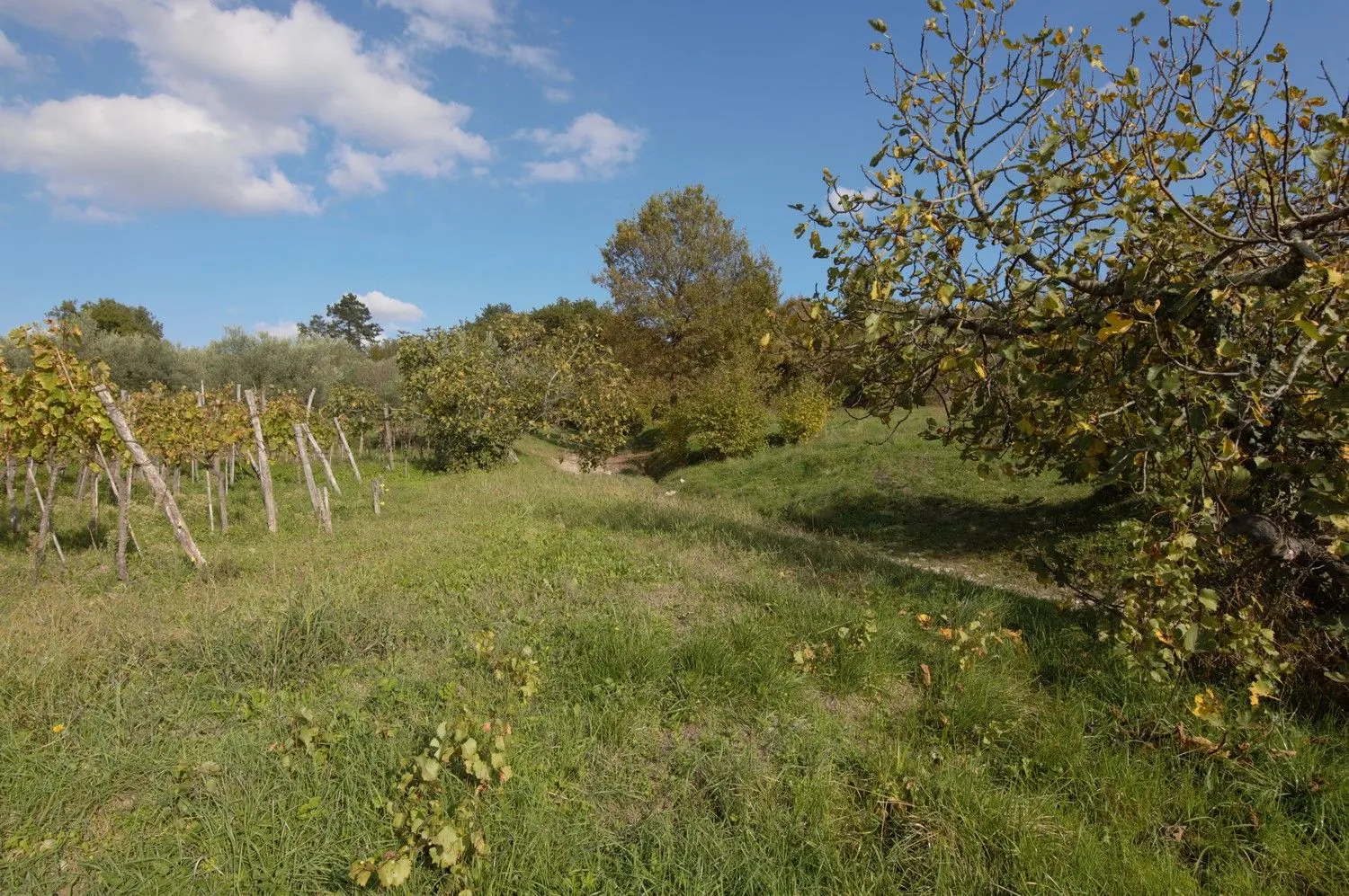 Buzet Okolica- Građevinska Parcela Sa Poljoprivrednim Zemljištem Na Prodaju - Buzet, Buzet