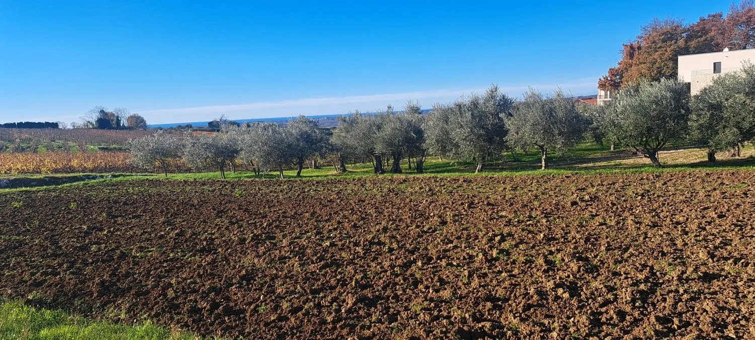 Vižinada -Predivna Parcela Sa Pogledom Na More,maslinike I Vinograde - Vižinada, Vižinada