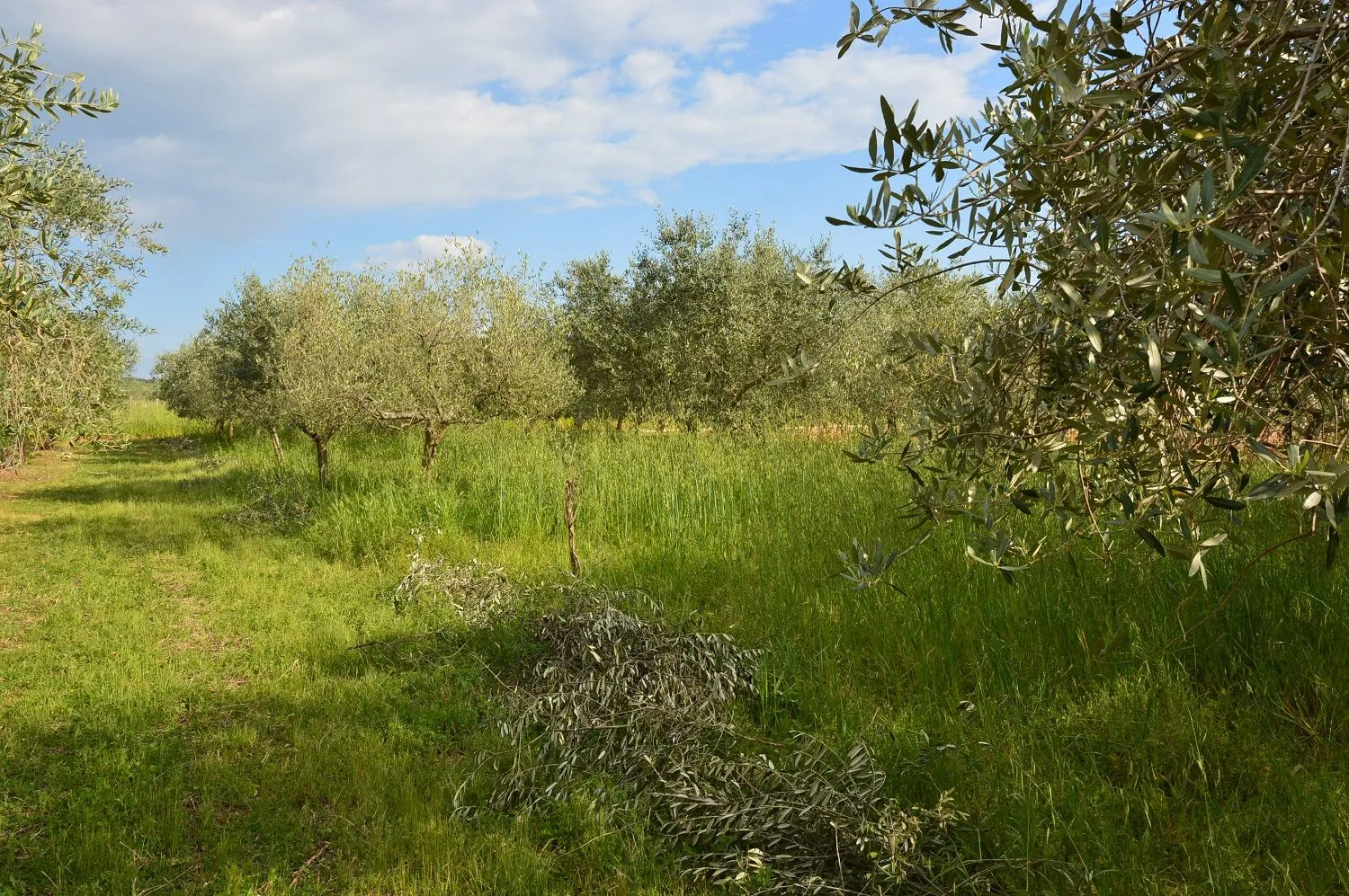 Višnjan-Maslinik Sa 60 Stabla Maslina Na Prodaju - Višnjan, Višnjan