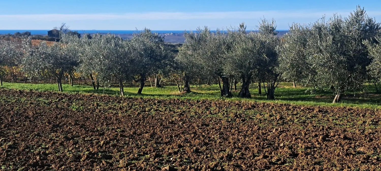 vižinada -predivna parcela sa pogledom na more,maslinike i vinograde - slika 3