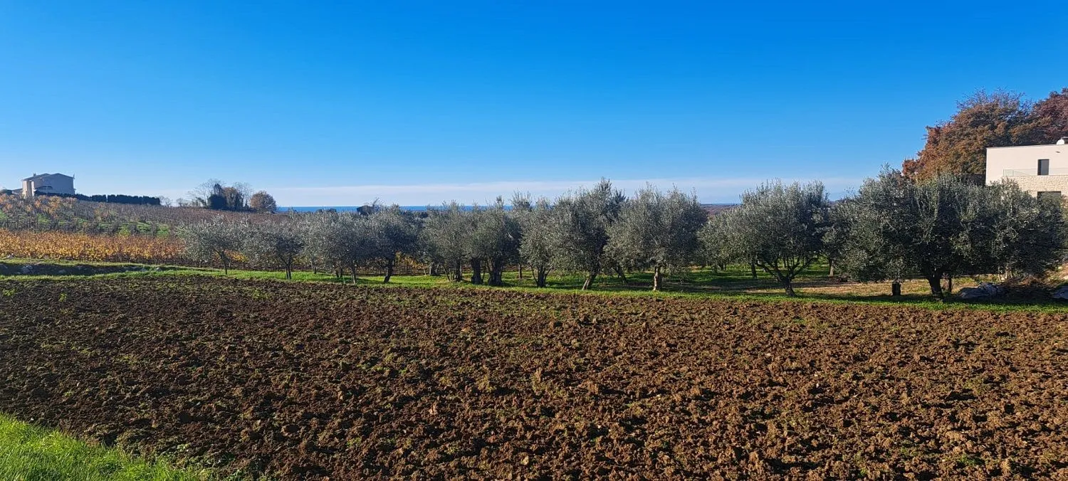 vižinada -predivna parcela sa pogledom na more,maslinike i vinograde - slika 2