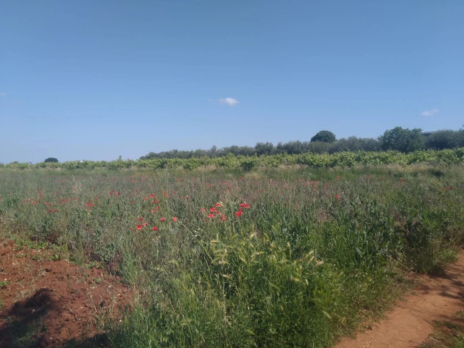 kaštelir-građevinska parcela na prodaji - slika 5