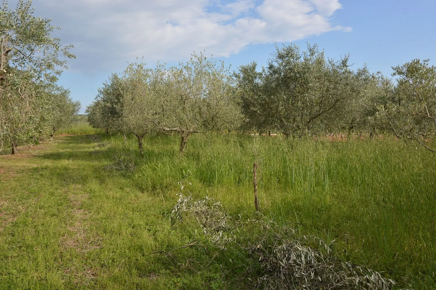 višnjan-maslinik sa 60 stabla maslina na prodaju - slika 2