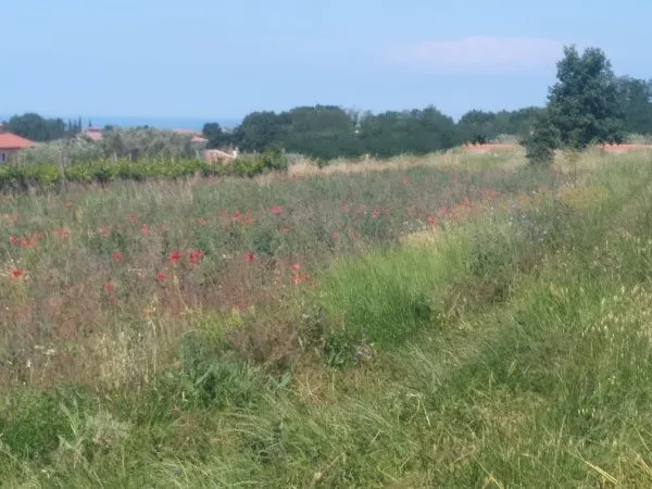 kaštelir-građevinska parcela na prodaji - slika 2