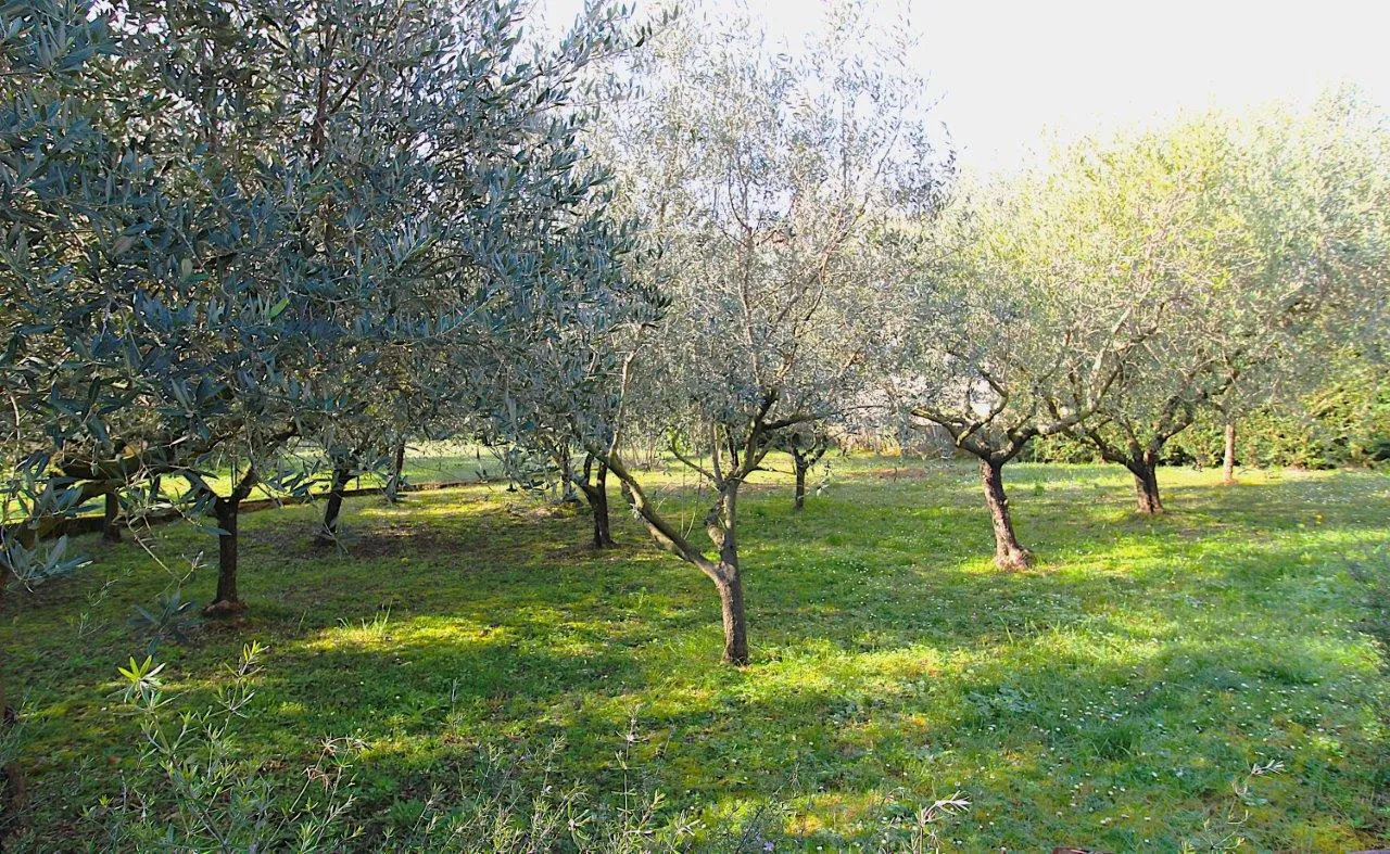 poreč-kuća sa stana na 1500 m od mora - slika 26