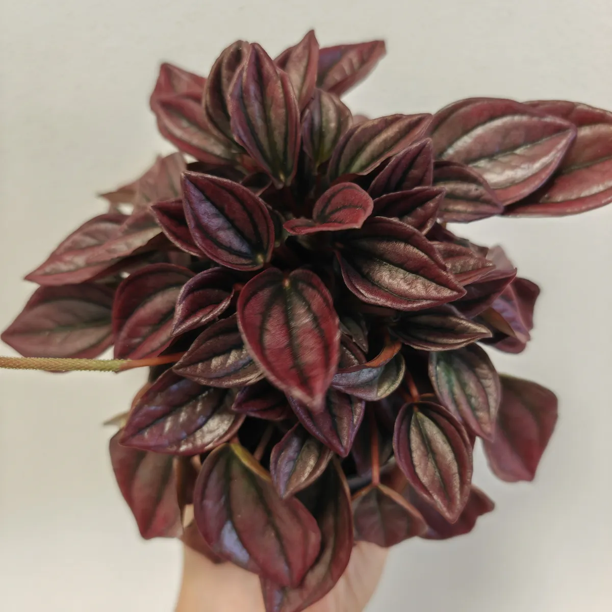 peperomia caperata “cayenne” - slika 4