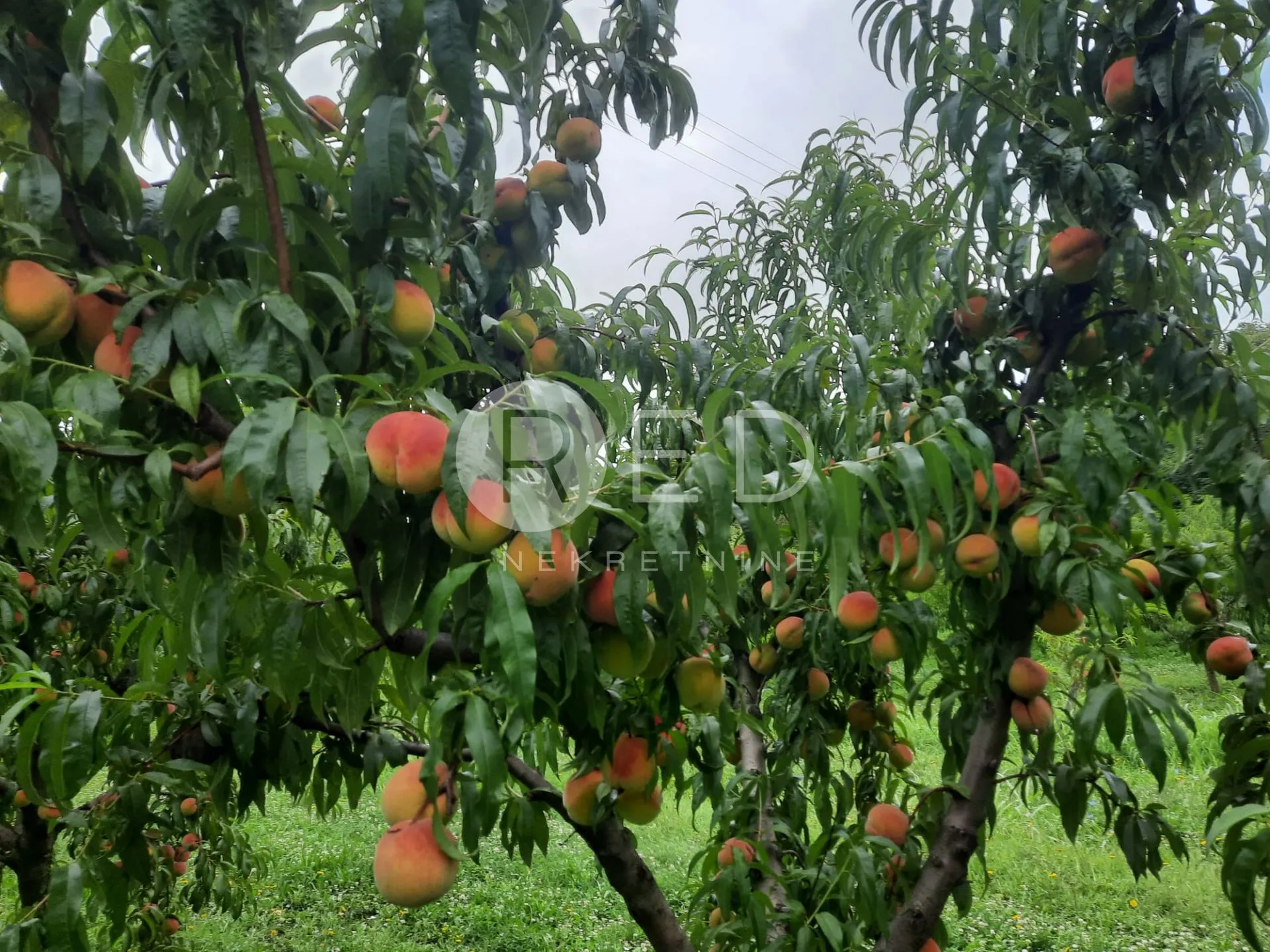 predivno imanje u baranji - slika 27