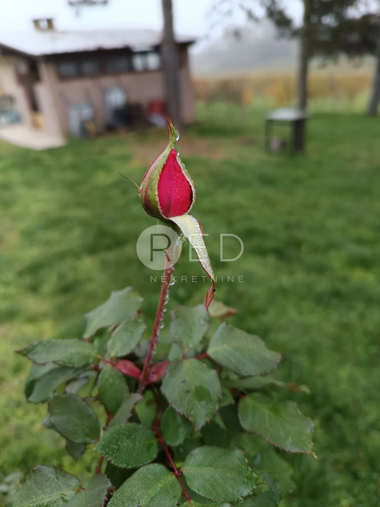 predivno imanje u baranji - slika 38