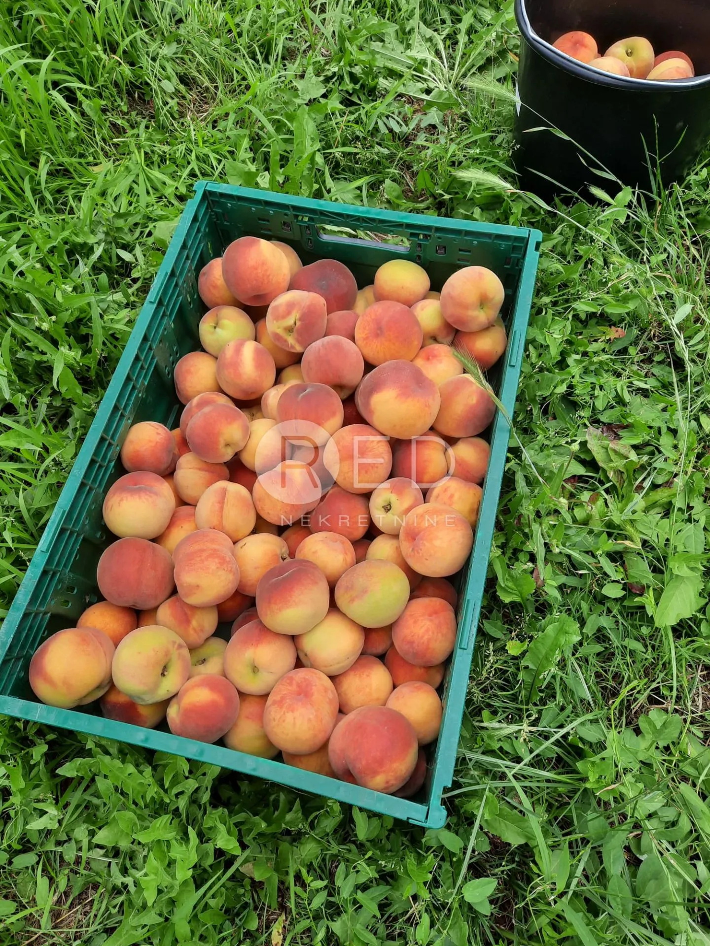 predivno imanje u baranji - slika 14
