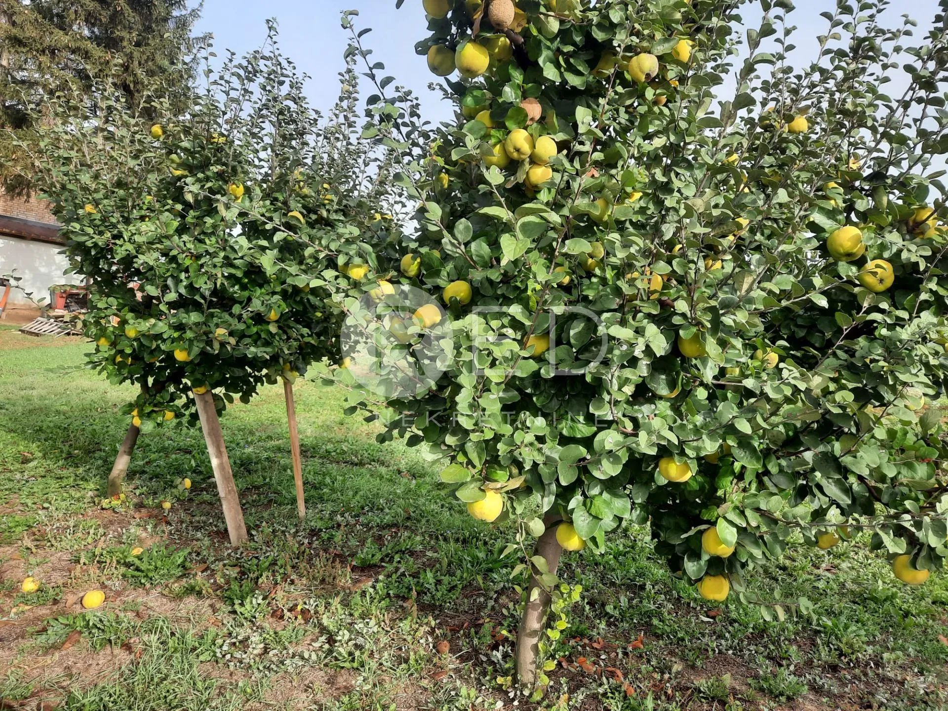 predivno imanje u baranji - slika 28