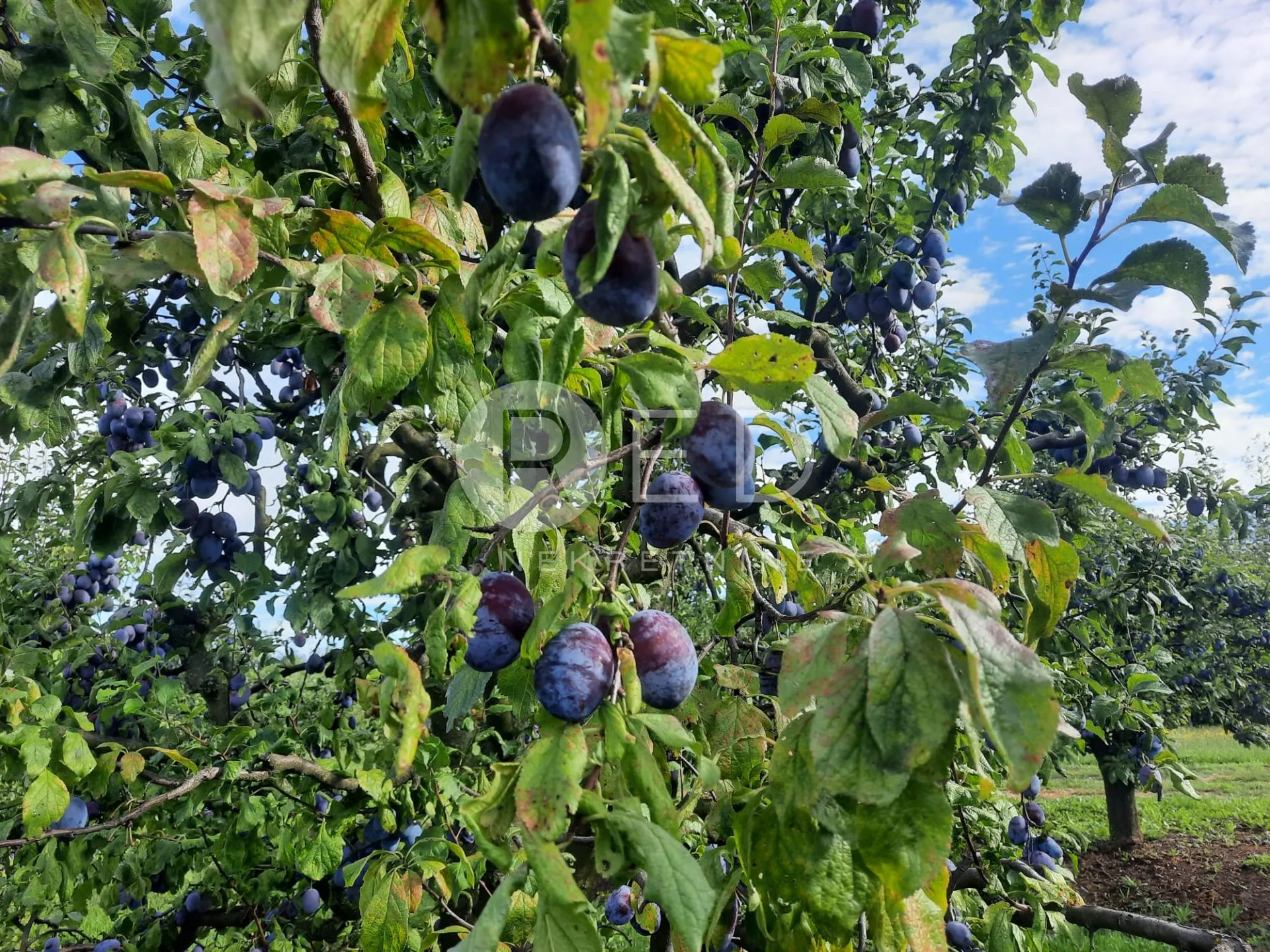 predivno imanje u baranji - slika 29