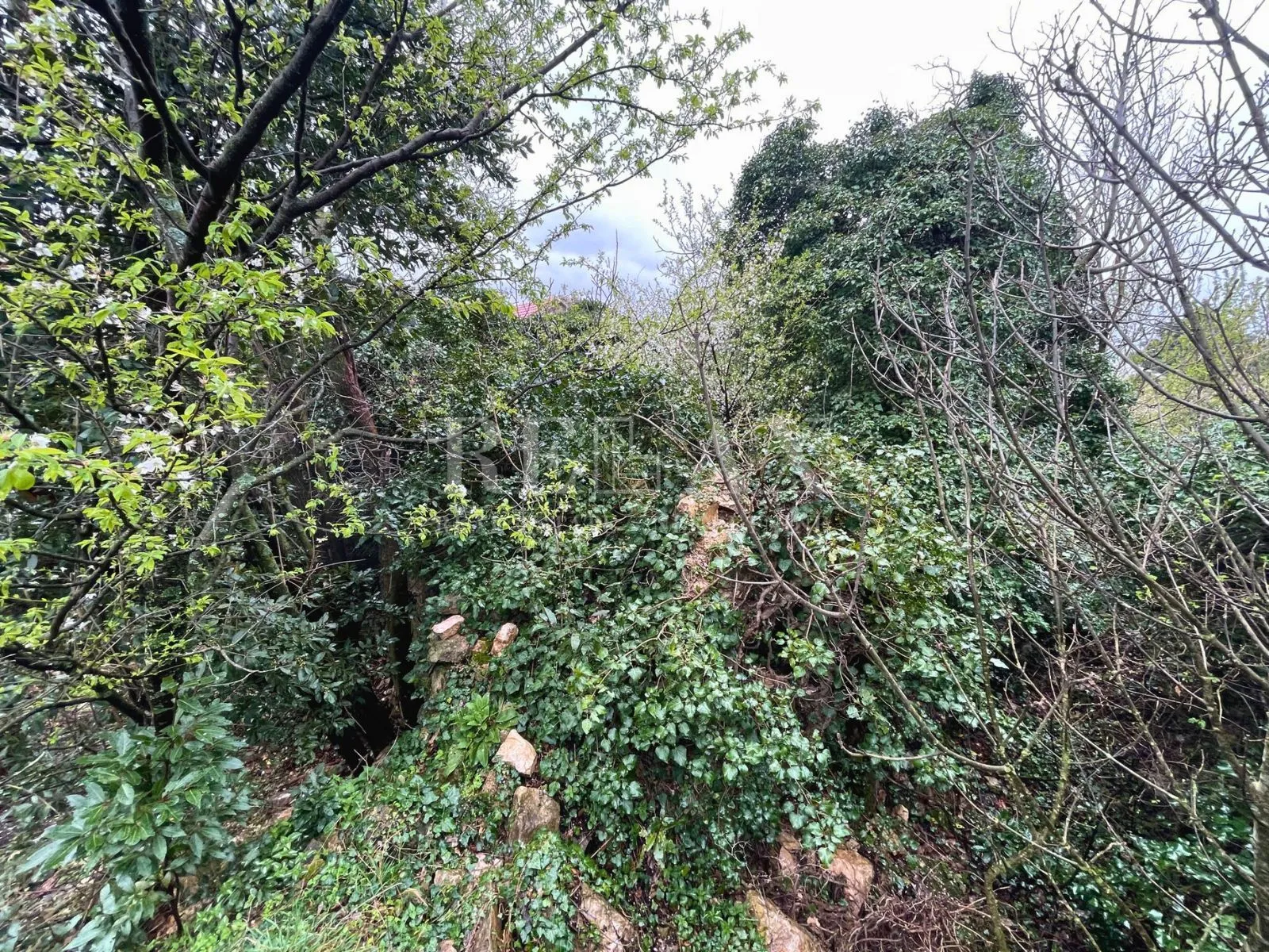bribir - mirišće (ruševina) s zemljištem - slika 3