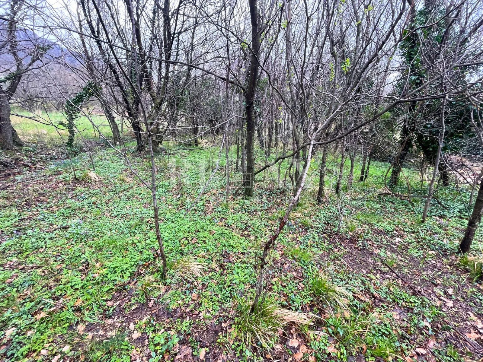 bribir - mirišće (ruševina) s zemljištem - slika 6