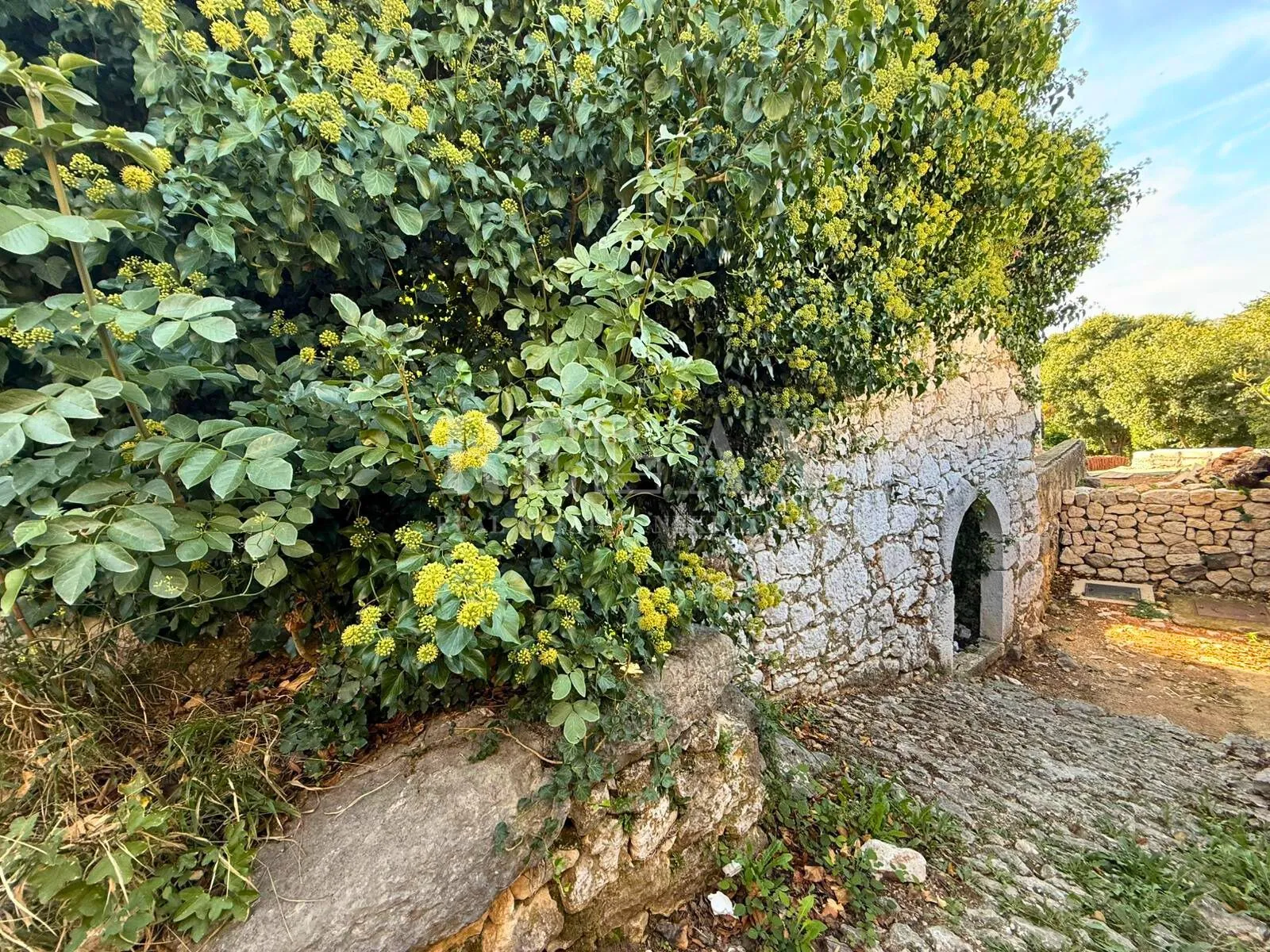 bribir - mirišće u blizini centra - slika 3