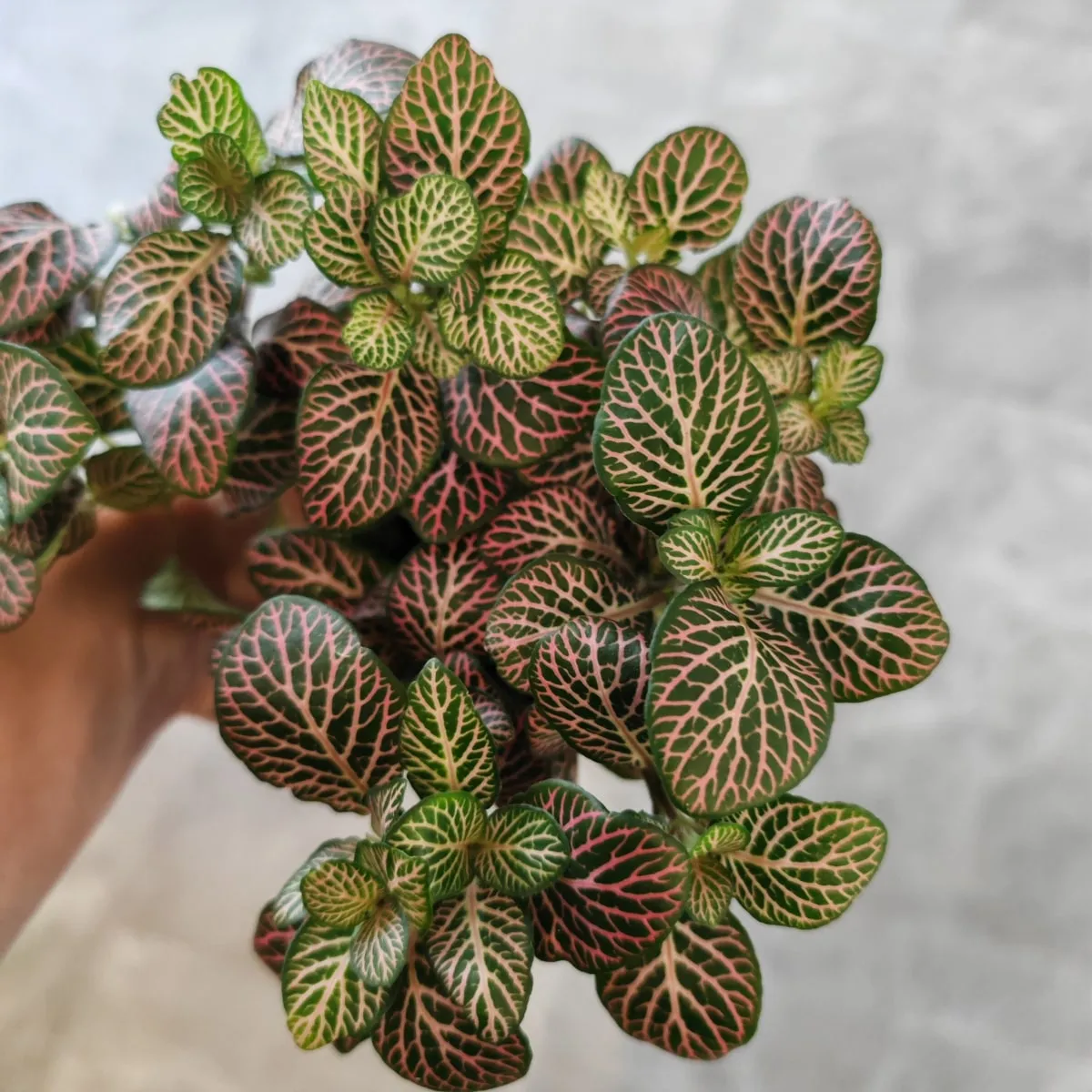 fittonia verschaffeltii - slika 5