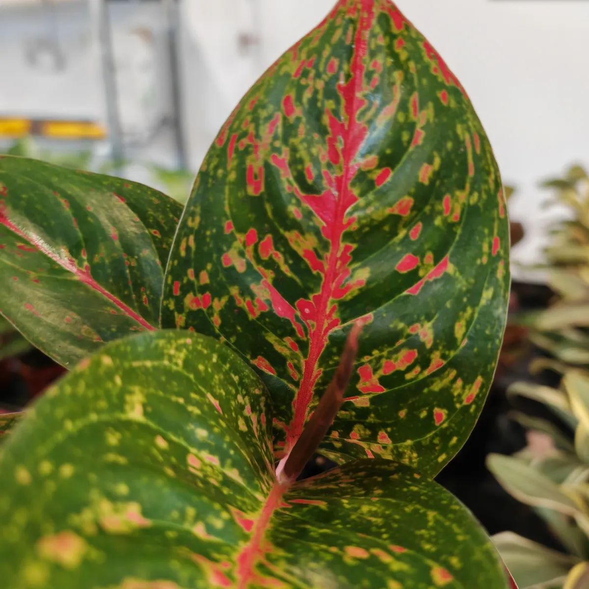 aglaonema ‘red sprinkles’ - slika 6