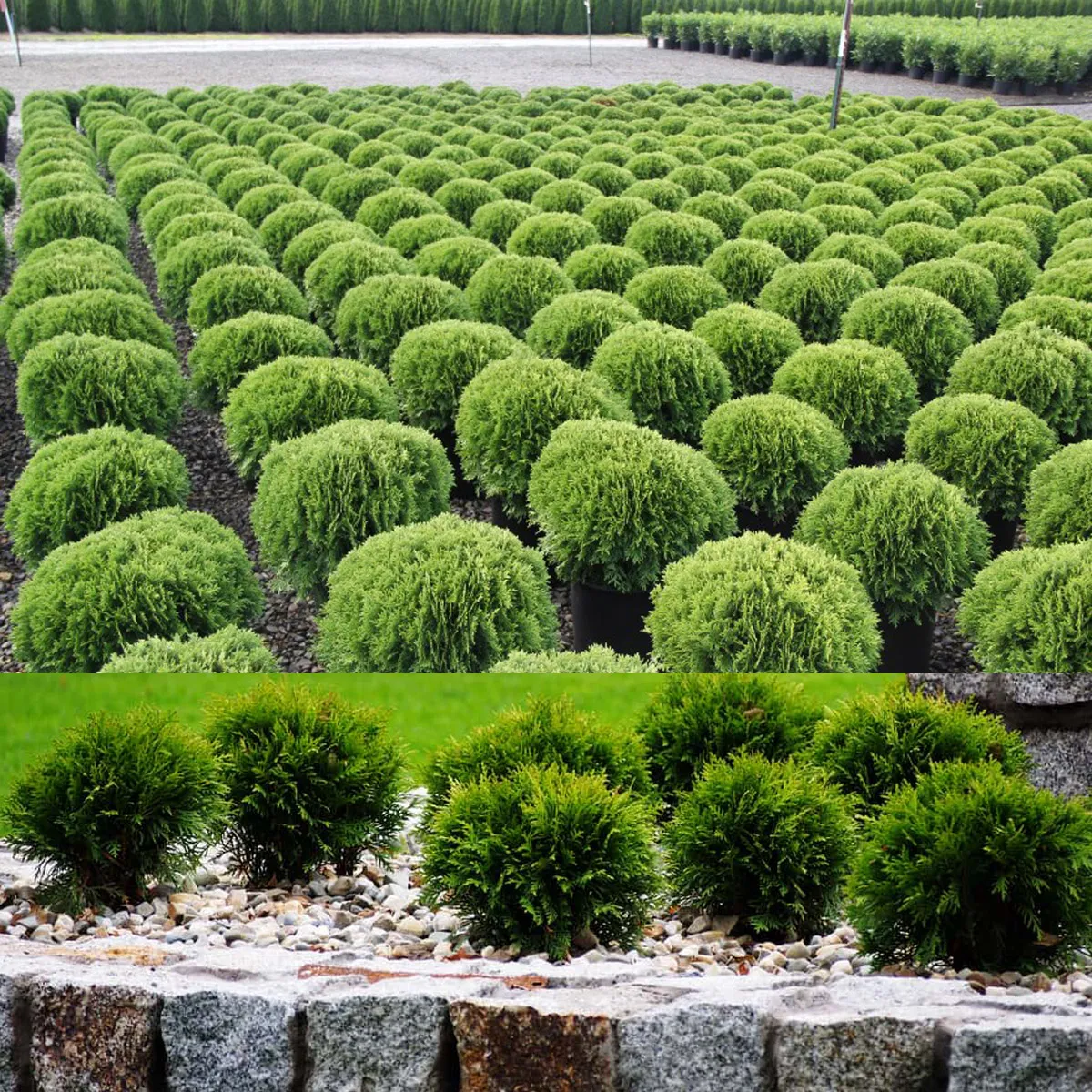 thuja occ. “danica” - slika 2