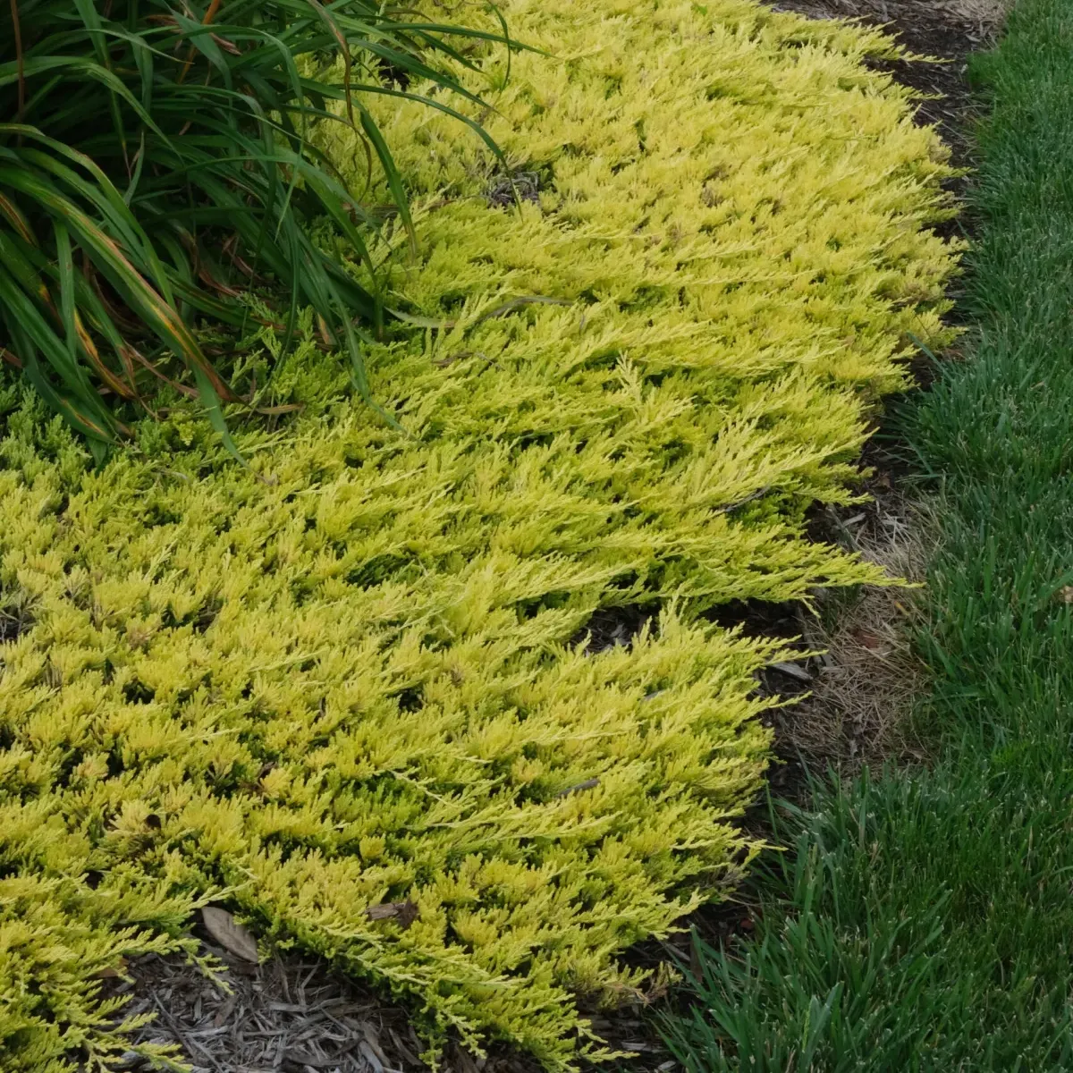 juniperus hor. “golden carpet” - slika 2