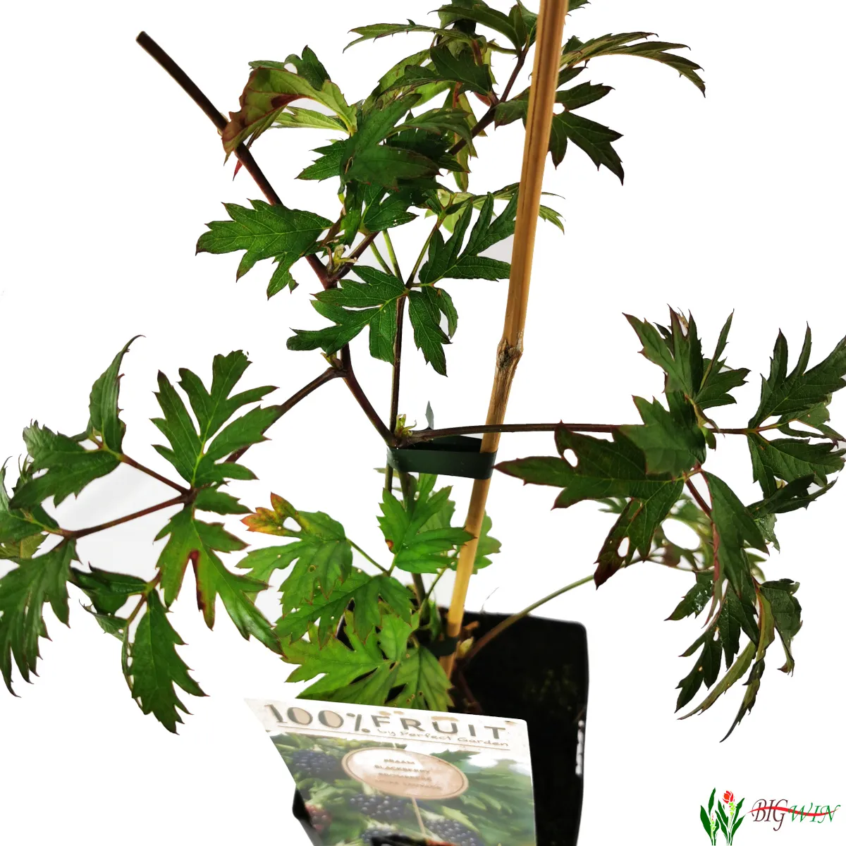 kupina “thornless evergreen” - slika 2