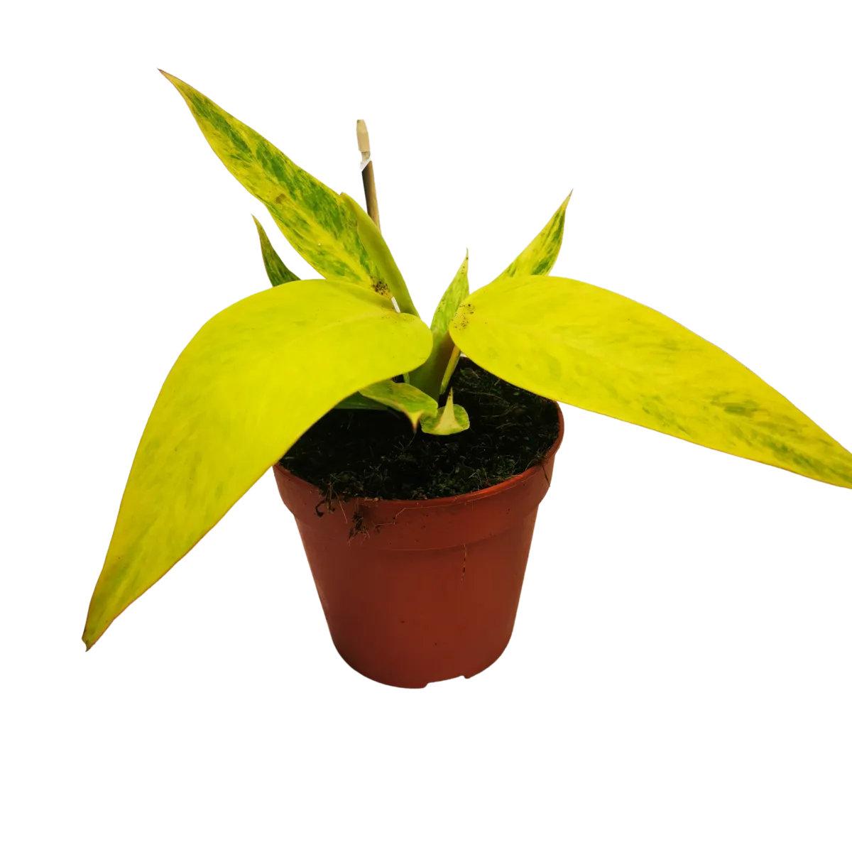philodendron “calkins gold” - slika 2