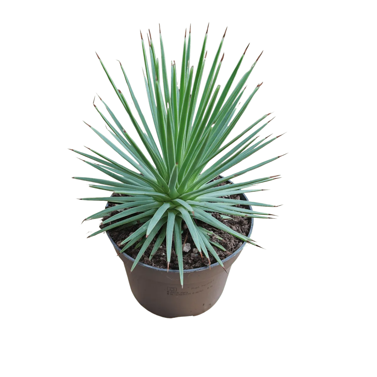 agave stricta ‘nana’ - slika 3