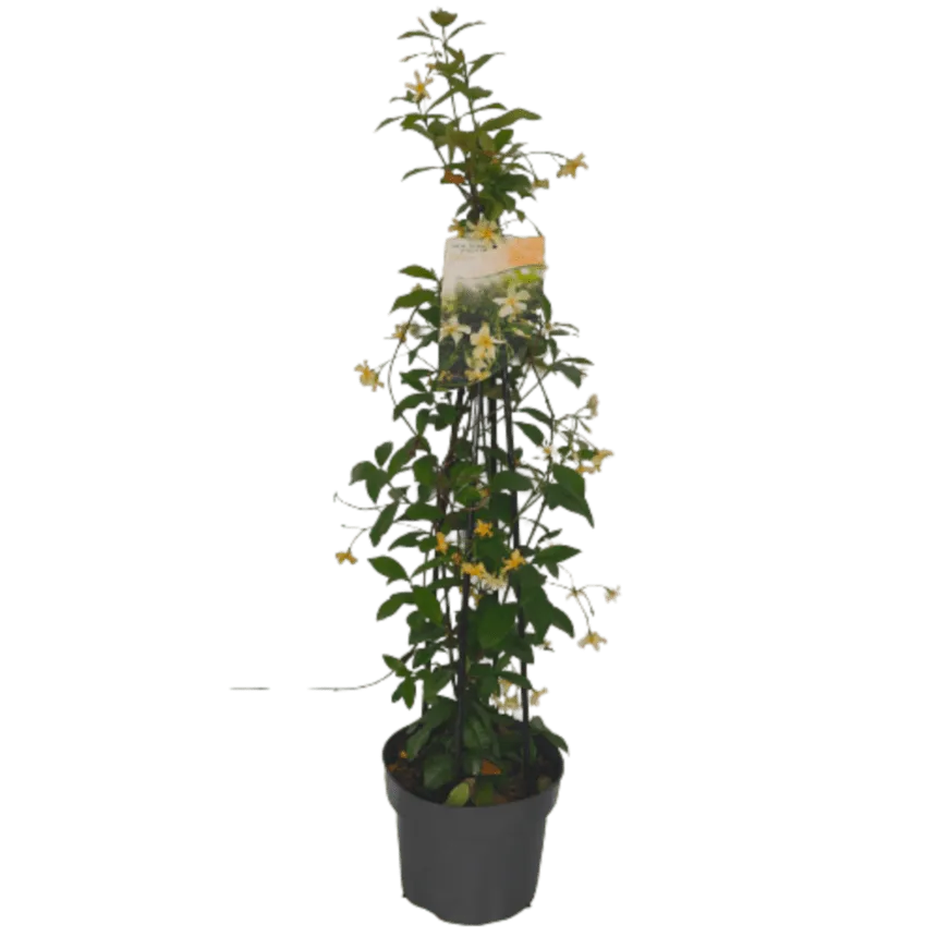 trachelospermum jasminoides / zimz. jasmin - slika 3