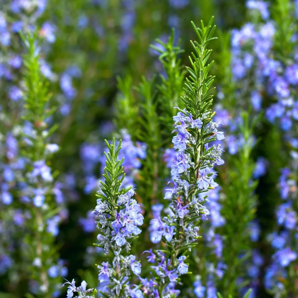 Rosmarinus Officinalis - Nurkovac, Brestovac