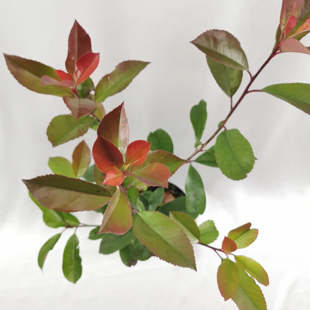 photinia fr. “red robin” - slika 2