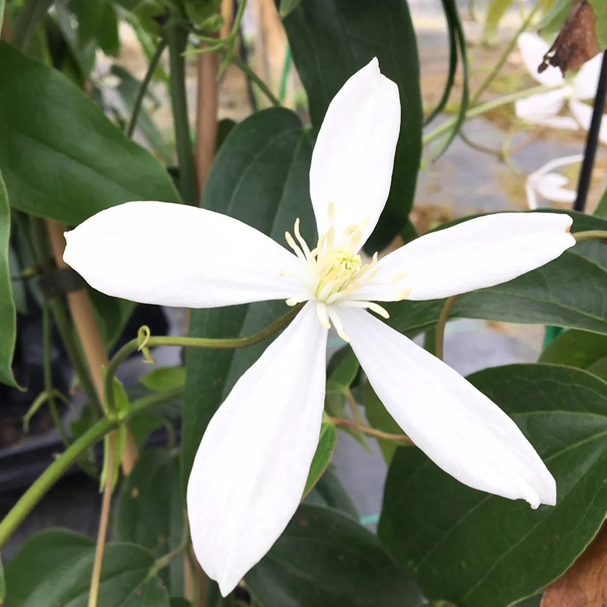 clematis arm. “white” - slika 4