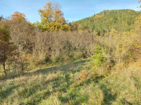 cerovlje, istarska kamena kuća s pogledom na zelenilo - slika 12