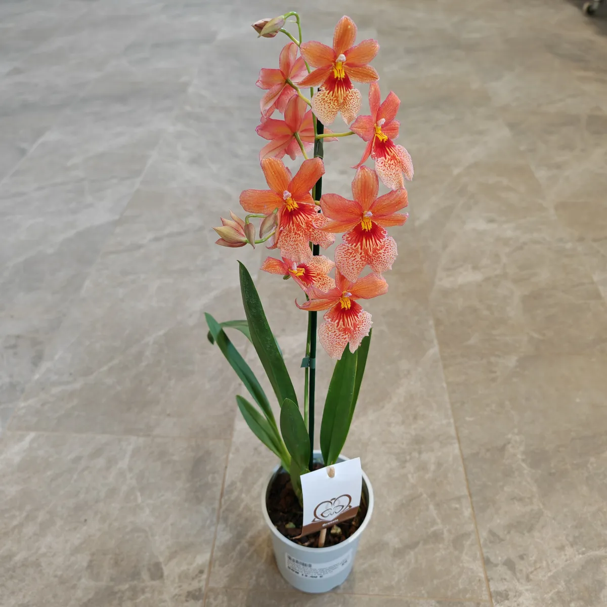 cambria “nelly isler” – orange - slika 6