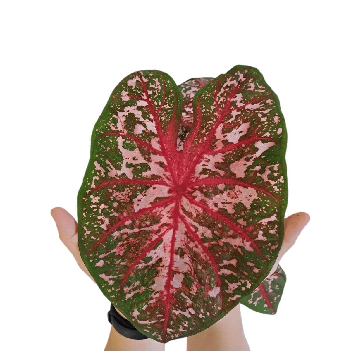 caladium “carolyn whorton” - slika 3