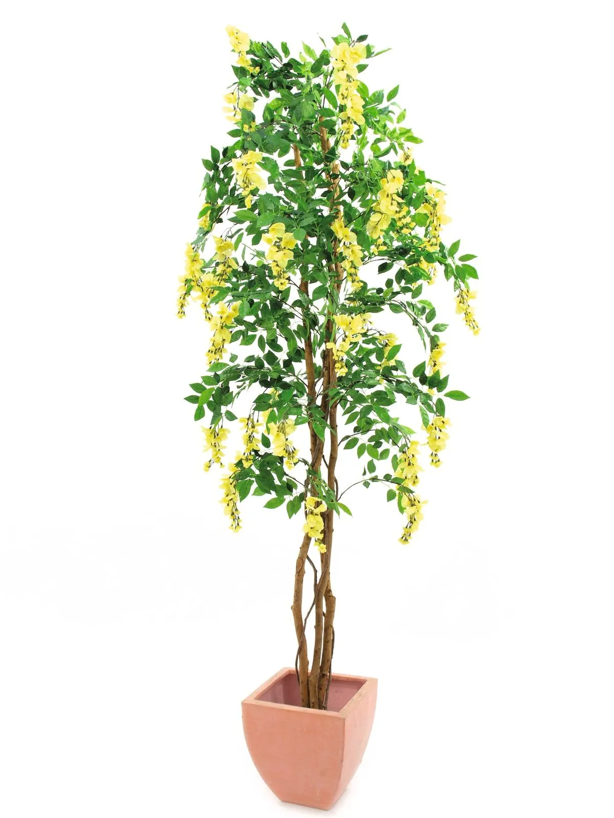 EUROPALMS Wisteria, yellow, 240cm - Križevci