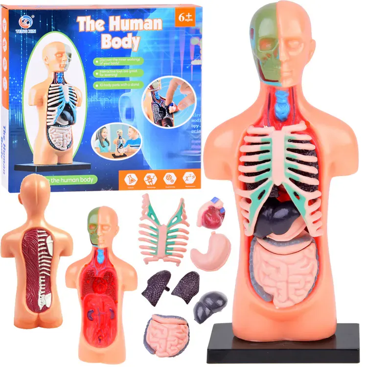 mini ljudski model s poprečnim presjekom i organima - slika 2
