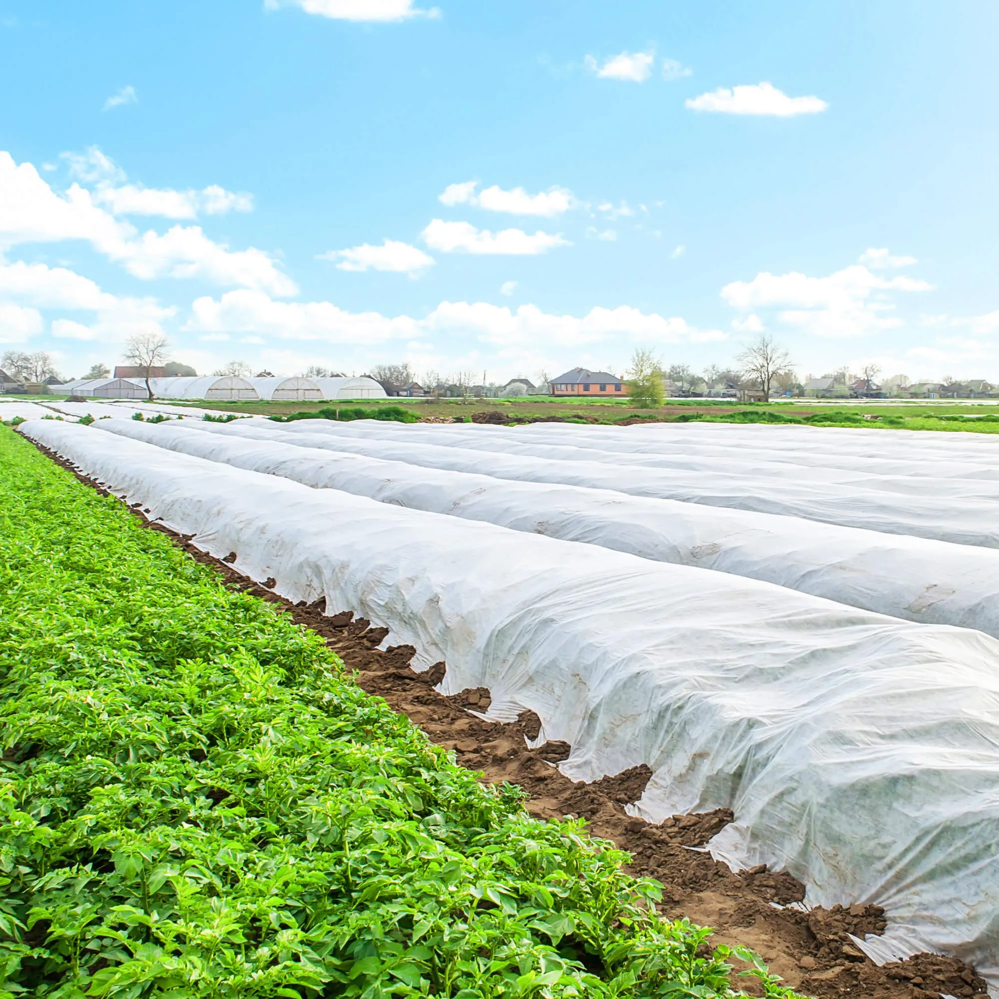 pokrov agrotekstil bijeli 70 gsm 1,6 x 50 m - slika 5