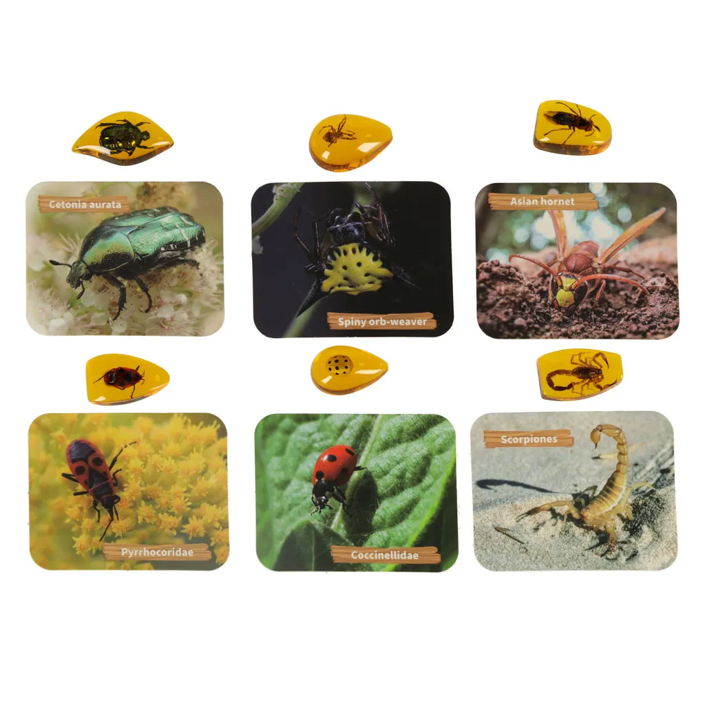 arheološka iskapanja insekti u jantaru - slika 7
