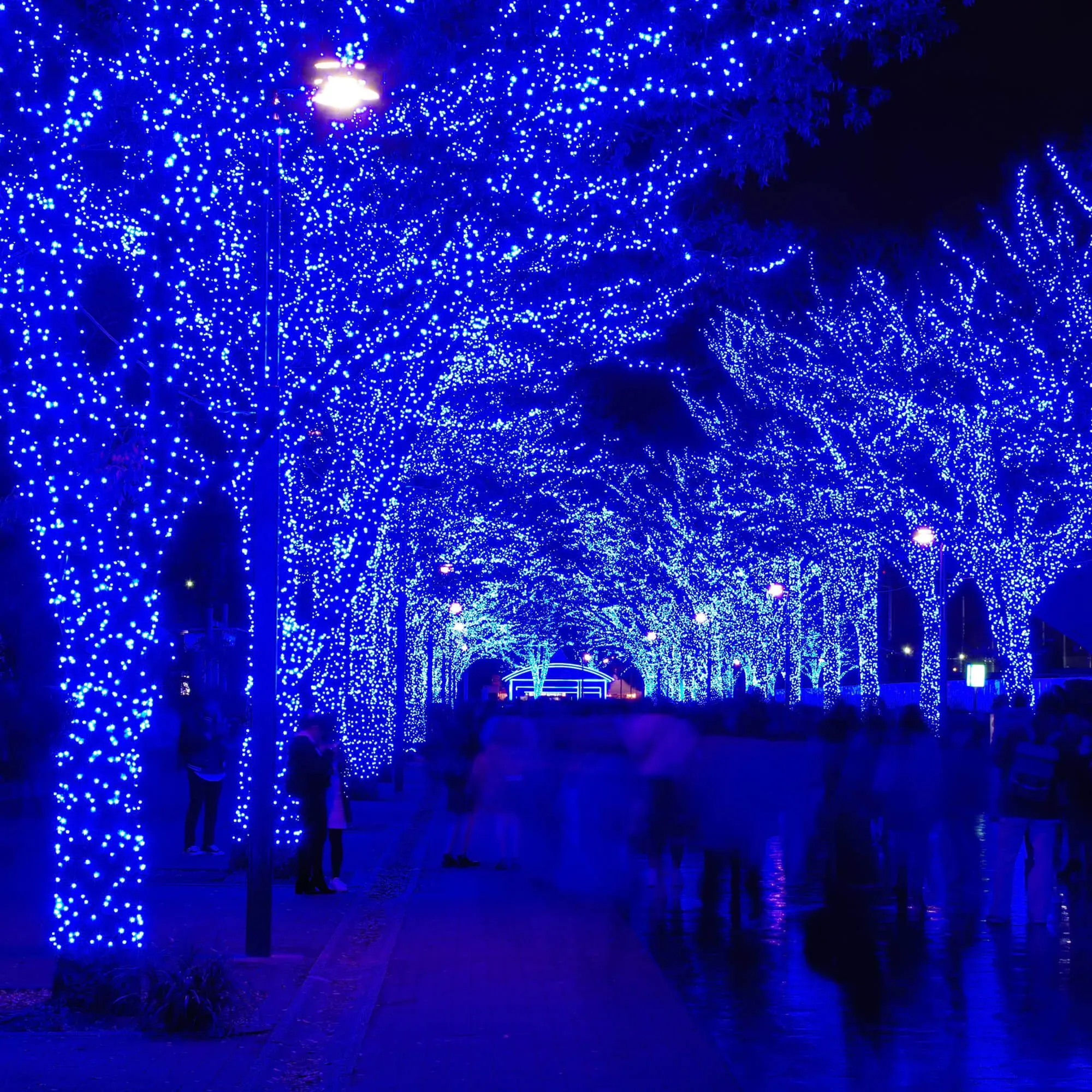 springos božićne lampice, 500 led, 31,5 m ,plava - slika 6